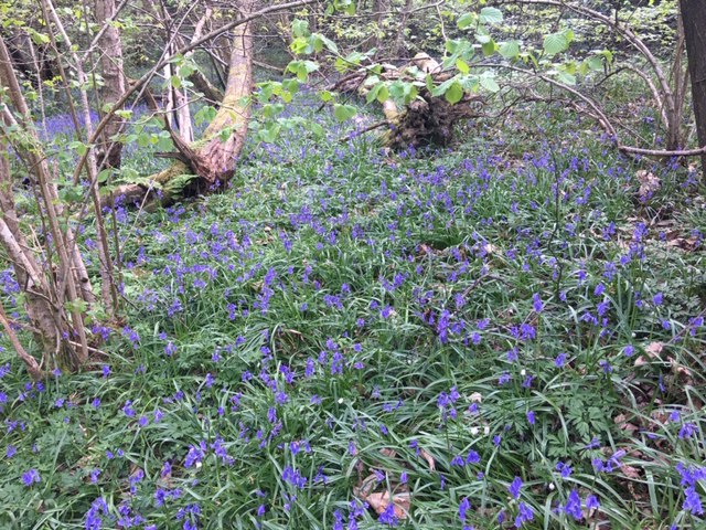 Bluebells in Whiteland Wood