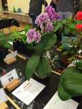 Westfield Horticultural Society